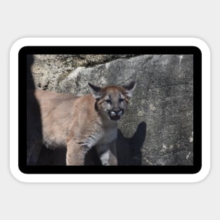 Cougar Cub Sticker